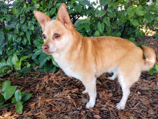 Pet Supply Store «Petco Animal Supplies», reviews and photos, 2765 Santa Rosa Ave, Santa Rosa, CA 95407, USA