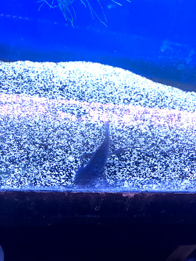 Pet Store «Birds & Beasts Pet Shop», reviews and photos, 35 Berkshire Dr # 18, Crystal Lake, IL 60014, USA