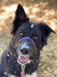 SunnyTime PetCare - Photo 6 - Car repair in , Lakewood