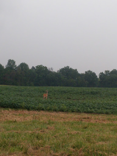 Casino «Ameristar Casino Resort Spa St. Charles», reviews and photos, 1 Ameristar Blvd, St Charles, MO 63301, USA