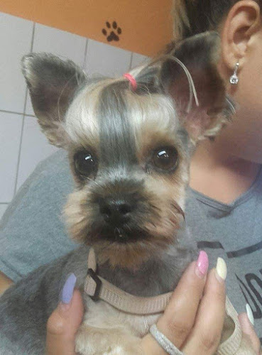 Salon Canin Tonya - <nil>