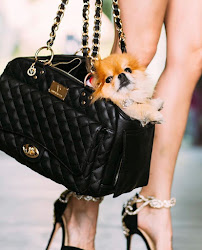 Vanderpump Pets - Photo 8 - Car repair in Los Angeles, CA, Los Angeles