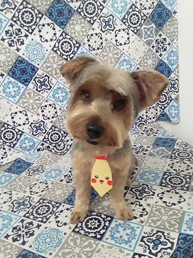 Logo da empresa - Pet Reis