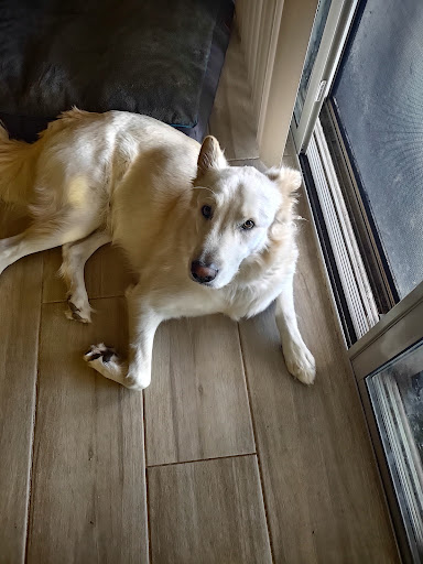 Pet Store «Pet Planet Ridgeview», reviews and photos, 2910 N Power Rd #103, Mesa, AZ 85215, USA