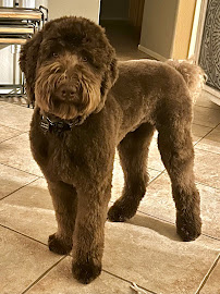 Petey's Grooming & Pet Supplies - Photo 7 - Car repair in Scottsdale, AZ, Phoenix