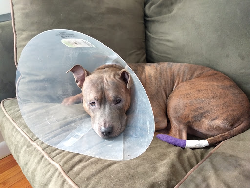 Family Pet Veterinary Services image