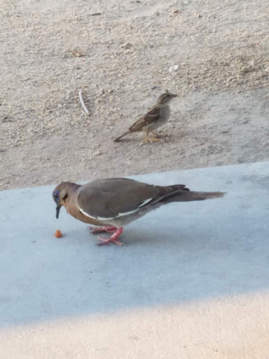 Park «Espee Park», reviews and photos, 450 E Knox Rd, Chandler, AZ 85225, USA