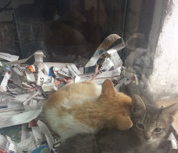 Dogs Plus M.V.Z. Neve Olivia Ruiz photo