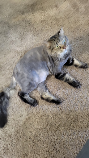 Pet Groomer «Furry Tails Pet Grooming», reviews and photos, 865 Cypress Pkwy, Poinciana, FL 34759, USA