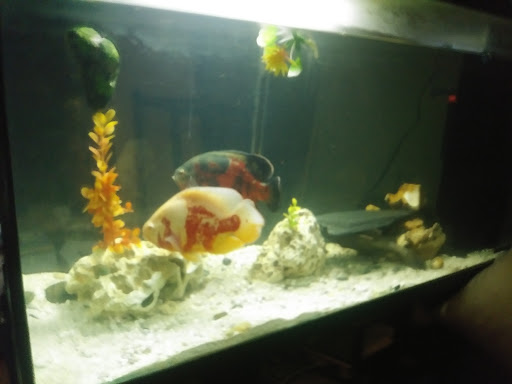 Tropical Fish Store «Sunset Pet & Supplies», reviews and photos, 1373 Sunset Blvd, Los Angeles, CA 90026, USA
