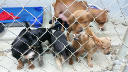 Caruthersville humane society