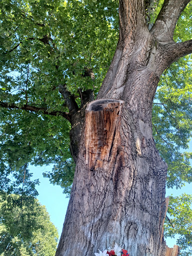 Park «Powell Park», reviews and photos, SE 26th Ave & Powell Blvd, Portland, OR 97202, USA