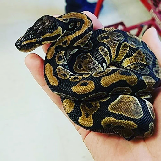 Pet Supply Store «PetSmart», reviews and photos, 6019 Wade Hampton Blvd, Taylors, SC 29687, USA