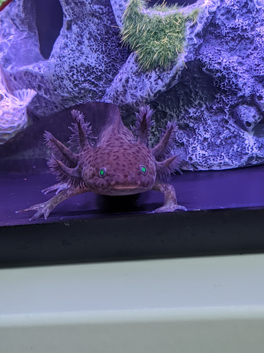 Pet Supply Store «Tropical World Pets», reviews and photos, 8444 Watson Rd, Webster Groves, MO 63119, USA