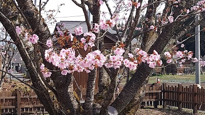 極楽寺
