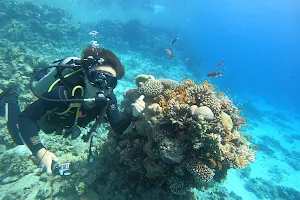 Octopus divers - The Dive school in Dahab/Hostel image