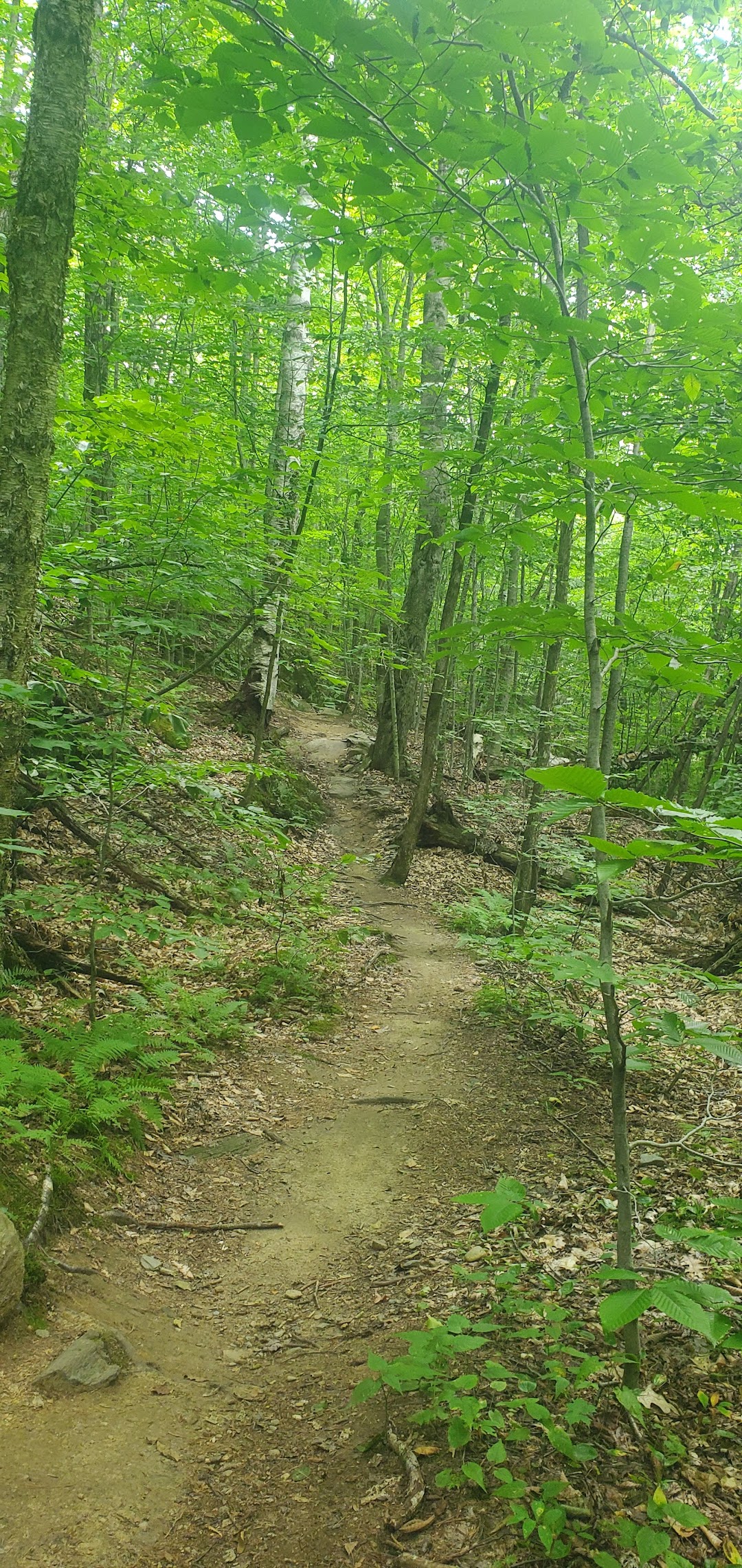 Perry Hill