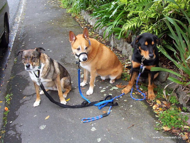 Loose Leash Dog Walking Service Newlands Johnsonville Wellington - Wellington