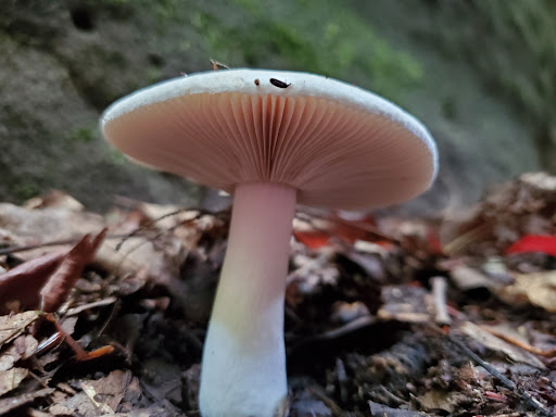 Tourist Attraction «High Rock Adventures - Hocking Hills Ecotours», reviews and photos, 10108 Opossum Hollow Rd, Rockbridge, OH 43149, USA