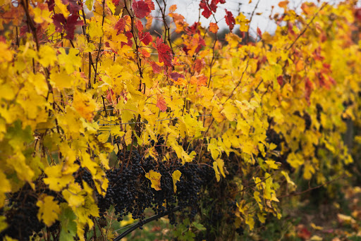 Winery «Treleaven Wines», reviews and photos, 658 Lake Rd, King Ferry, NY 13081, USA