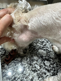 Woodlands Doggie Village - Board Play Spa - Photo 9 - Car repair in Spring, TX, The Woodlands