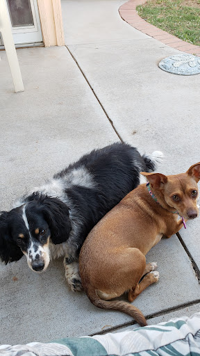 Shari's Pampered Pets