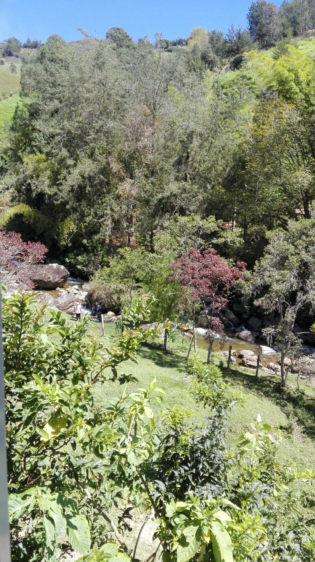 Charcos la planta la olla