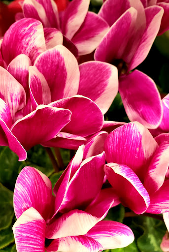 Supermarket «King Kullen», reviews and photos, 127 Sunrise Hwy, Rockville Centre, NY 11570, USA