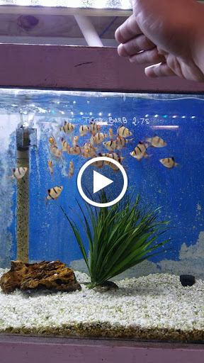 Tropical Fish Store «Fishland», reviews and photos, 13155 Westheimer Rd #114, Houston, TX 77077, USA