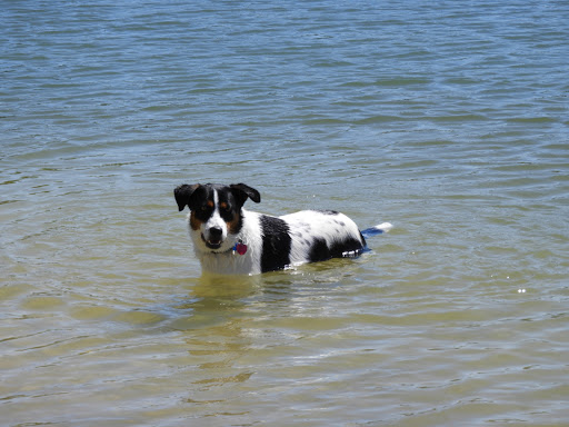 Park «Tom Slick Park / Dog Park», reviews and photos, 7400 Texas 151 Access Rd, San Antonio, TX 78227, USA