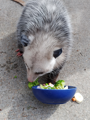 Zoo «Kansas Wildlife Exhibit», reviews and photos, 600-630 Nims N, Wichita, KS 67203, USA