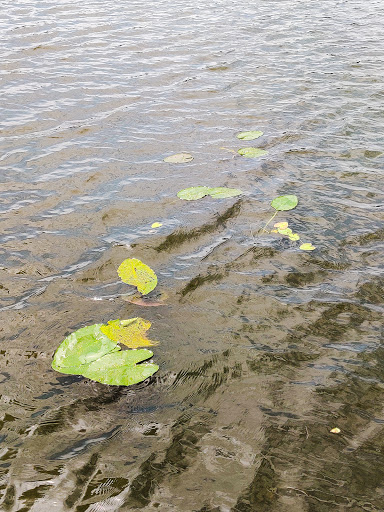 Park «Lake Lotus Park Office», reviews and photos, 1153 Lake Lotus Park Rd, Altamonte Springs, FL 32714, USA