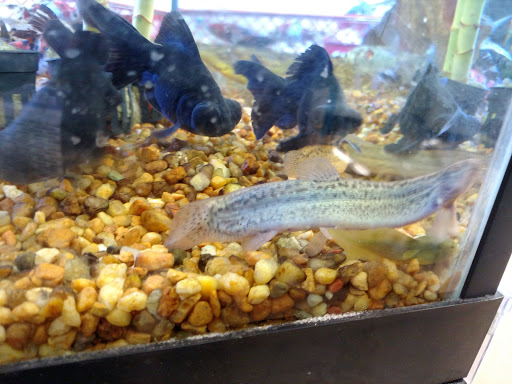 Pet Supply Store «Petco Animal Supplies», reviews and photos, 324 S College Rd, Wilmington, NC 28403, USA