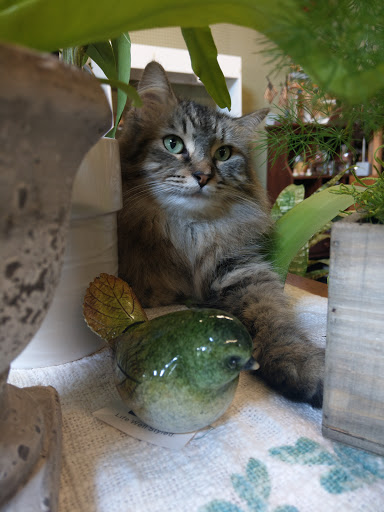 Florist «The Floral Gallery», reviews and photos, 146 Williams St, Marlborough, MA 01752, USA