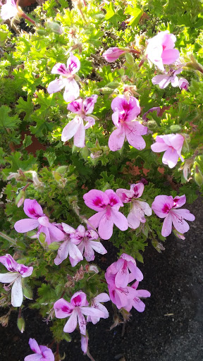 Book Store «Pipe & Thimble Bookstore», reviews and photos, 24830 Narbonne Ave, Lomita, CA 90717, USA