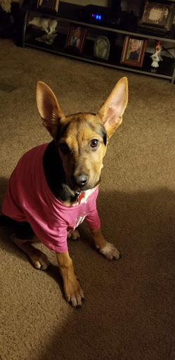 Pet Supply Store «PetSmart», reviews and photos, 7574 Voice of America Centre Dr, West Chester Township, OH 45069, USA