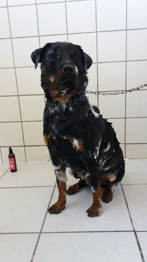 Veterinary clinic Clinicão em Mogi Guaçu - SP