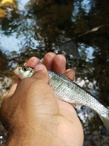 Park «Little River Park», reviews and photos, 701-799 Bethel St, Hopkinsville, KY 42240, USA