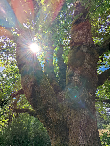 Winery «Apolloni Vineyards», reviews and photos, 14135 NW Timmerman Rd, Forest Grove, OR 97116, USA