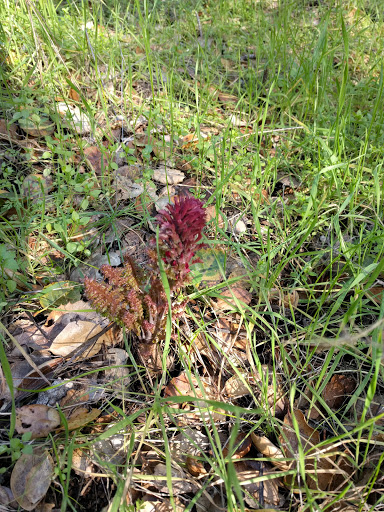 Nature Preserve «Sobrante Ridge Regional Preserve», reviews and photos, 5170 Coach Dr, Richmond, CA 94803, USA