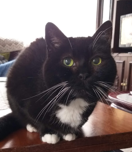 Centro Veterinario Darwin en Pontevedra