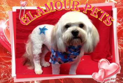Pet Groomer «Glamour Pet Shop & Grooming», reviews and photos, 11401 Elam Rd, Balch Springs, TX 75180, USA