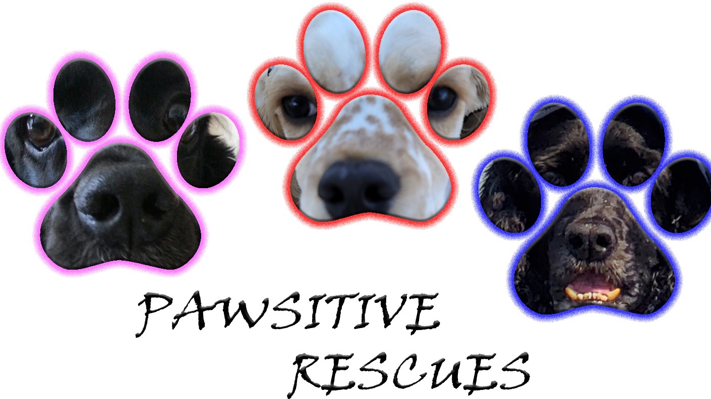 Pawsitive Rescues