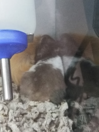 Pet Supply Store «Petco Animal Supplies», reviews and photos, 1150 Concord Ave #160, Concord, CA 94520, USA