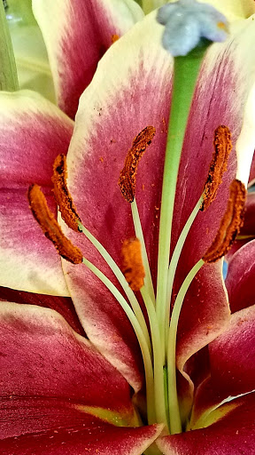 Grocery Store «Safeway», reviews and photos, 1500 Solano Ave, Albany, CA 94706, USA