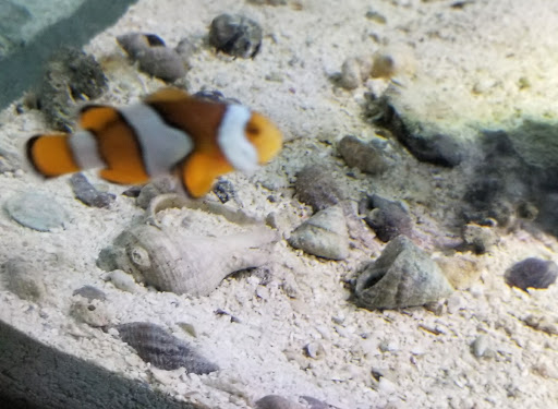 Pet Store «Pets Plus», reviews and photos, 5054 Old Taylor Mill Rd, Taylor Mill, KY 41015, USA