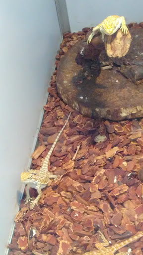 Pet Supply Store «Pet Supermarket», reviews and photos, 2924 13th St, St Cloud, FL 34769, USA