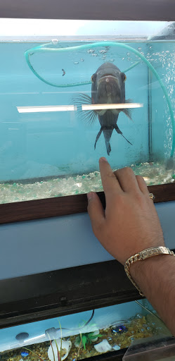 Pet Store «Paraiso De Aves», reviews and photos, 1836 W 47th St, Chicago, IL 60609, USA