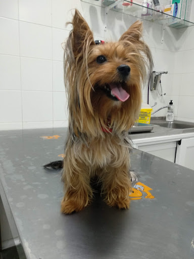 Serveis Veterinaris de Mataró en Mataró