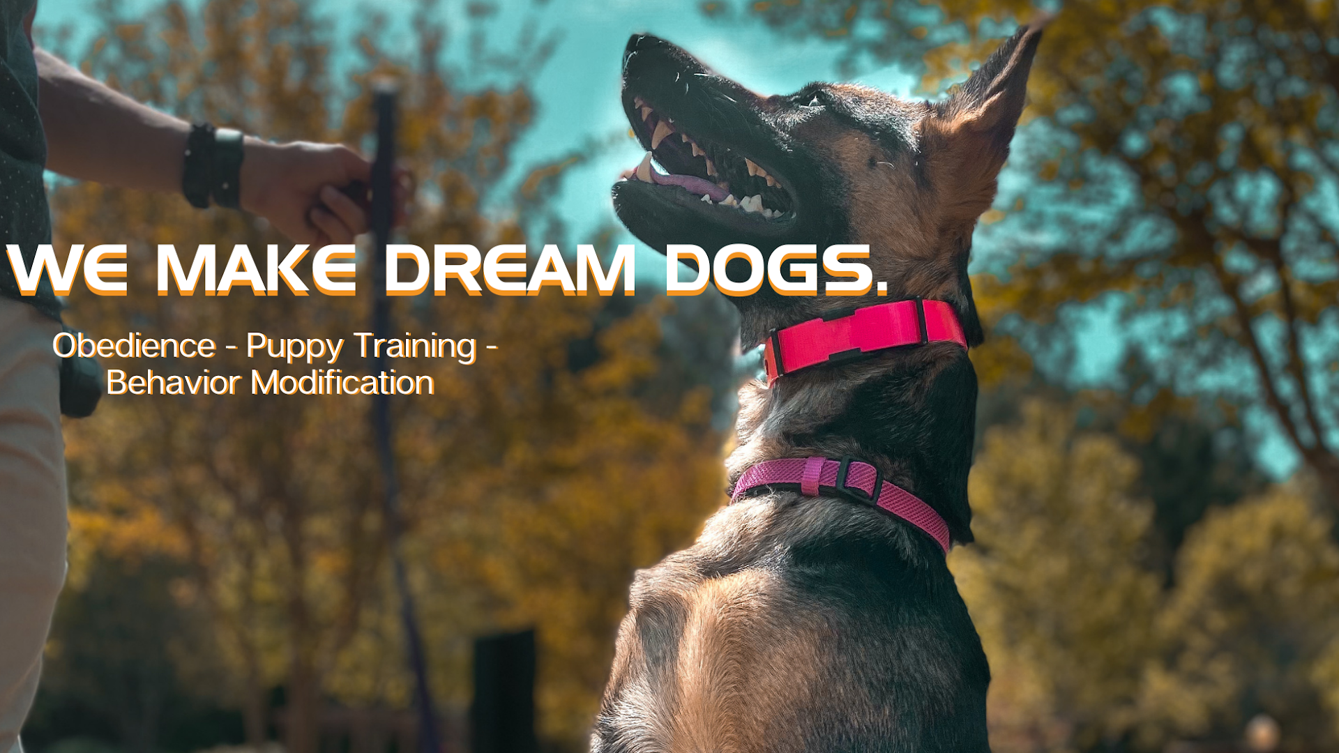 Woofstock Dog Training